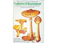 Mushrooms in Bulgaria - Daki Yordanov and others 1978