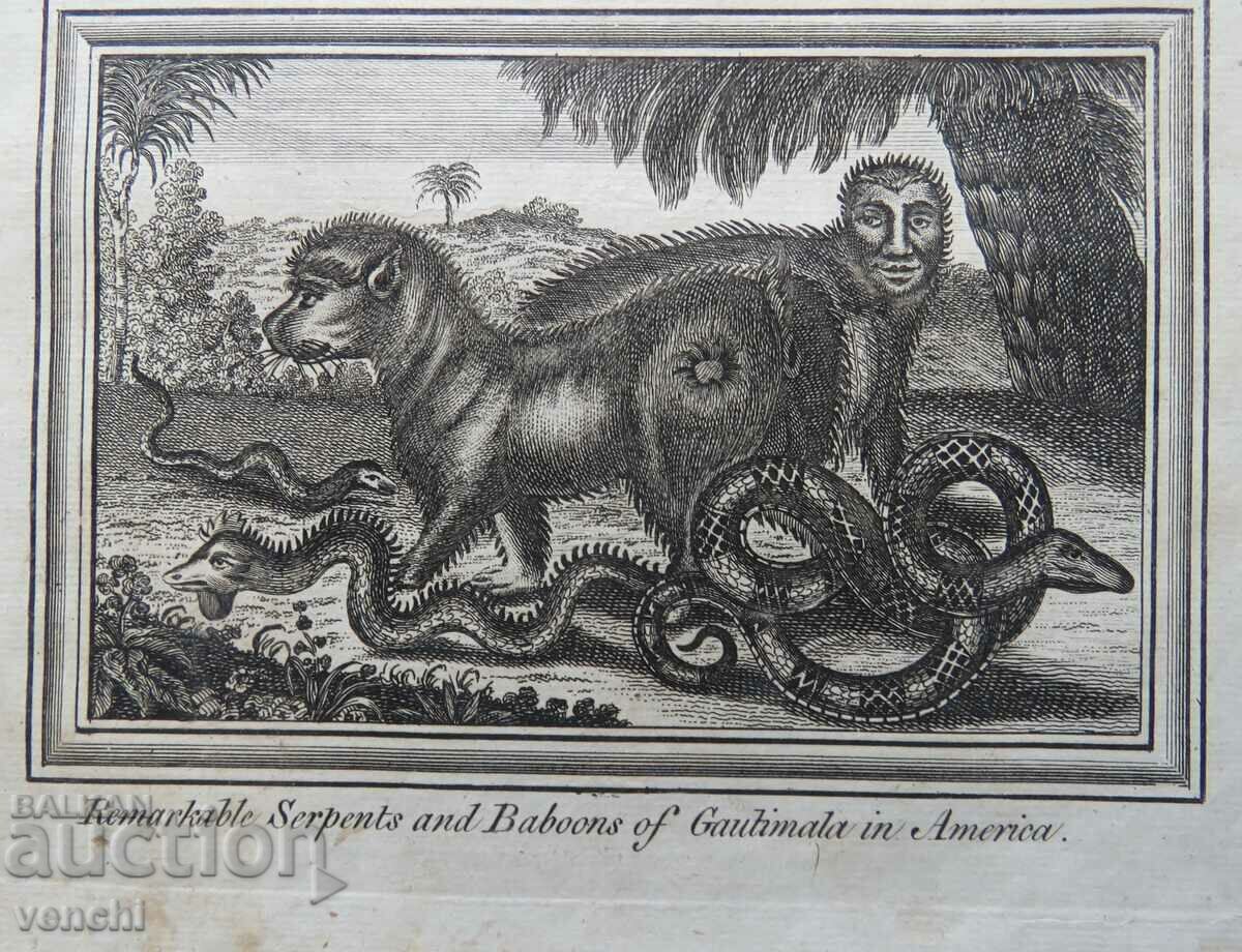 Auction 1771 - ENGRAVING - PEOPLE ANIMALS CHILE AMERICA - ORIGINAL Auction 1771 - ENGRAVING - PEOPLE ANIMALS CHILE AMERICA - ORIGINAL
