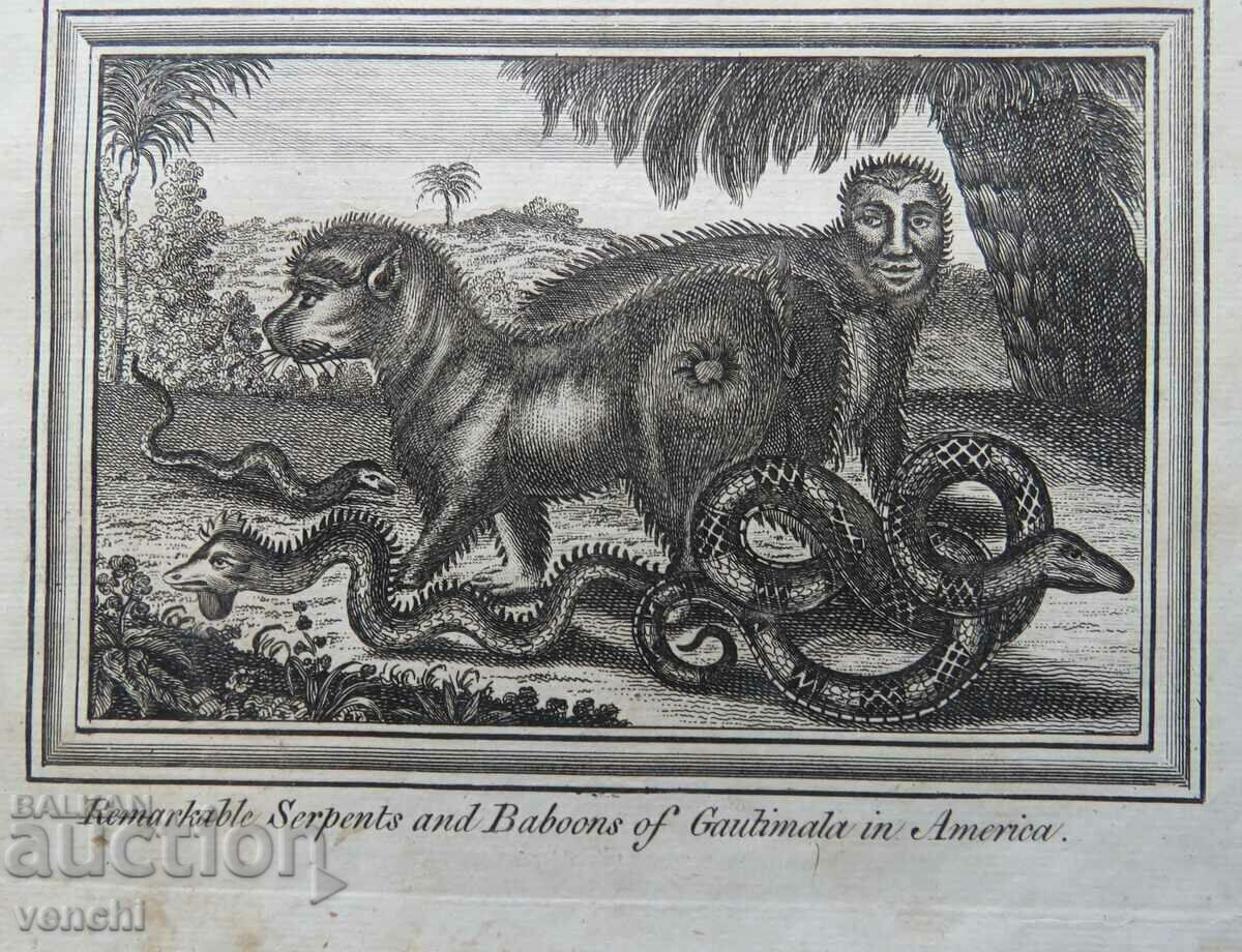 Δημοπρασία 1771 - ΧΑΡΑΚΤΙΚΟ - ΑΝΘΡΩΠΟΙ, ΖΩΑ ΧΙΛΗ, ΑΜΕΡΙΚΗ - ΠΡΩΤΟΤΥΠΟ