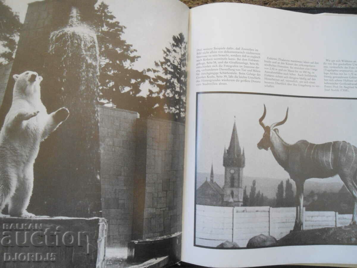 Δημοπρασία Φωτογραφίες ζωολογικού κήπου Δημοπρασία Φωτογραφίες ζωολογικού κήπου