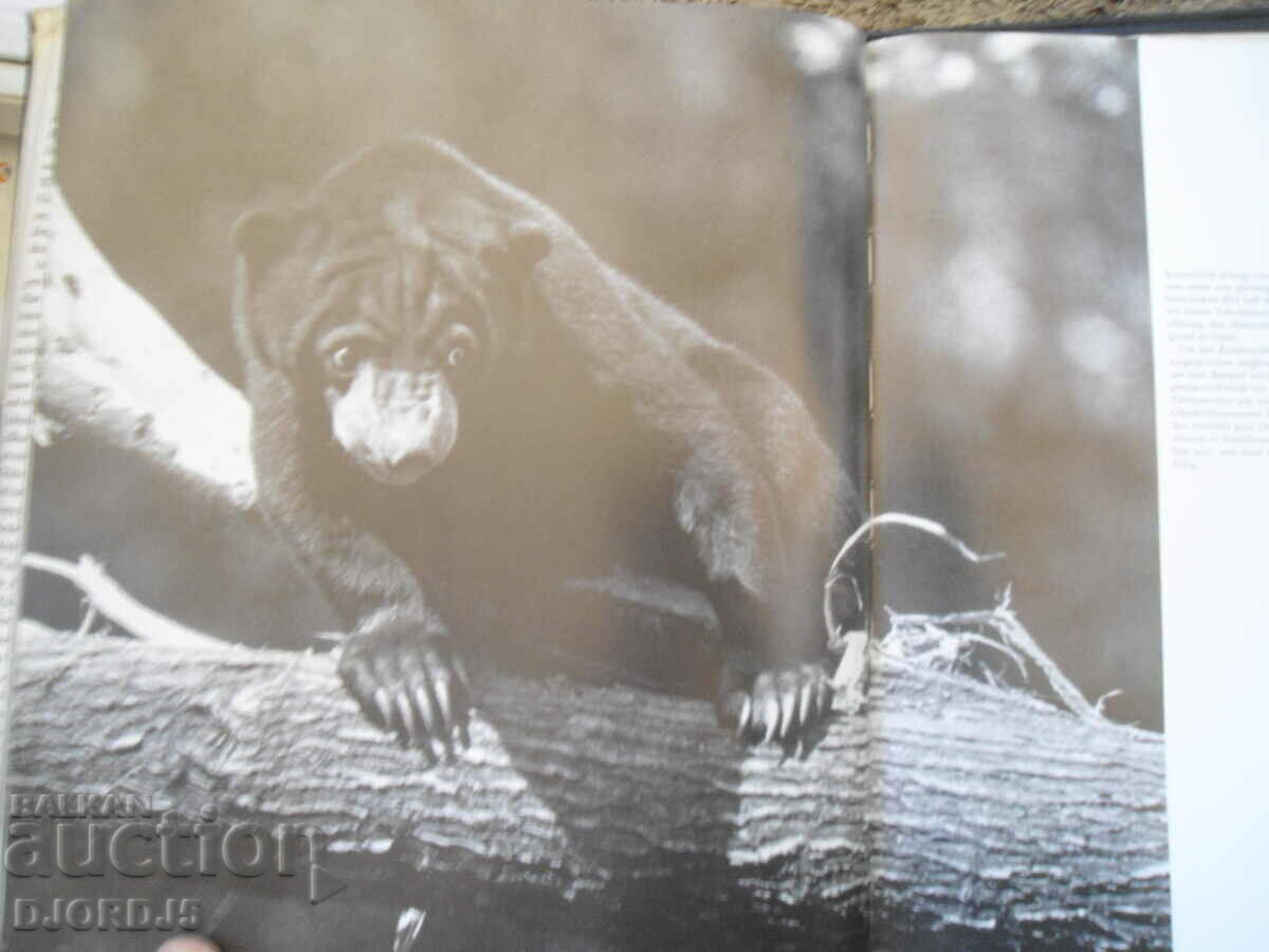 Παράδοση Φωτογραφίες ζωολογικού κήπου Παράδοση Φωτογραφίες ζωολογικού κήπου