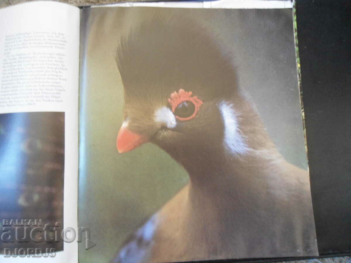 Φωτογραφίες ζωολογικού κήπου - 6 Φωτογραφίες ζωολογικού κήπου - 6