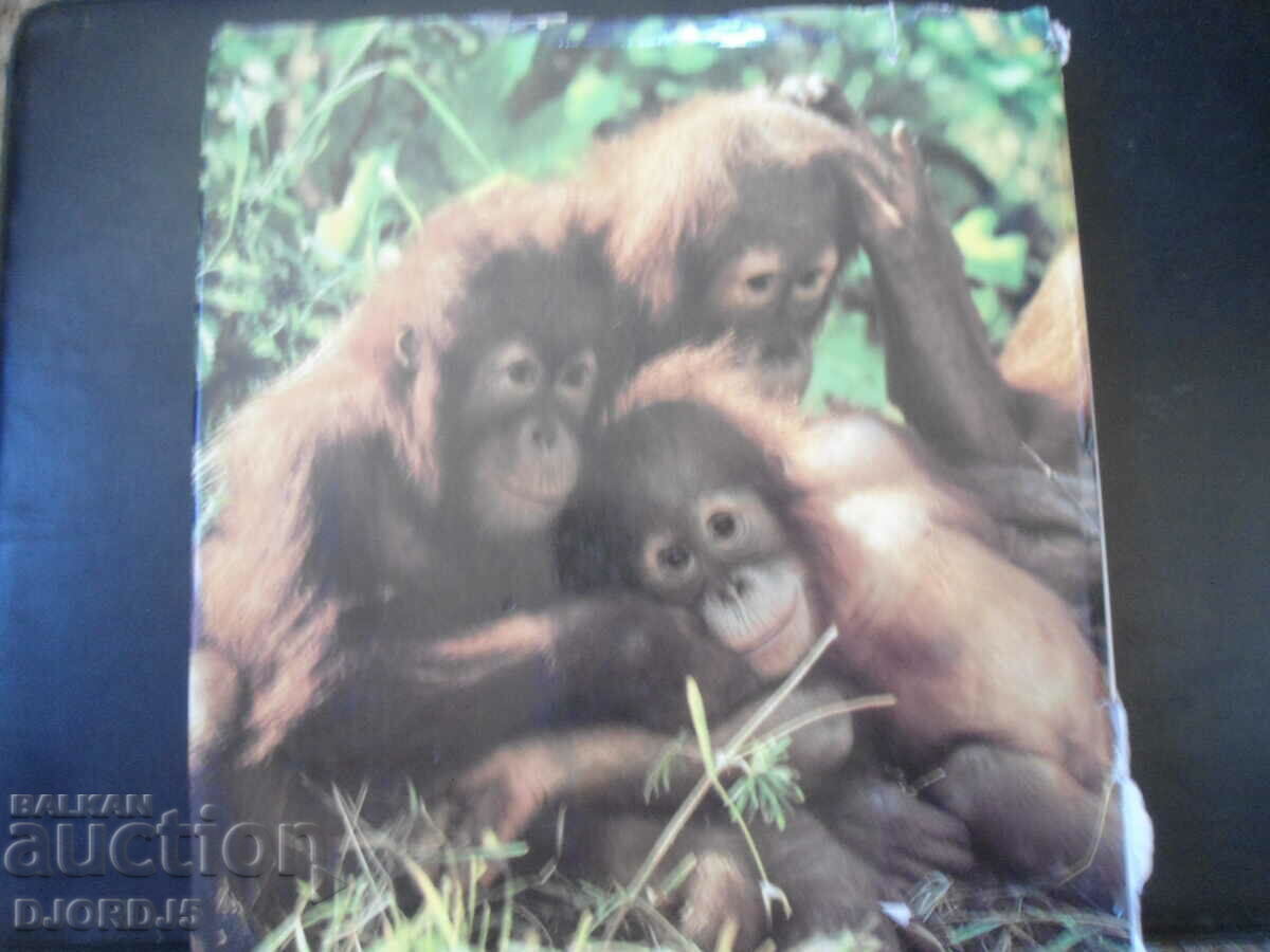 Φωτογραφίες ζωολογικού κήπου - 7 Φωτογραφίες ζωολογικού κήπου - 7