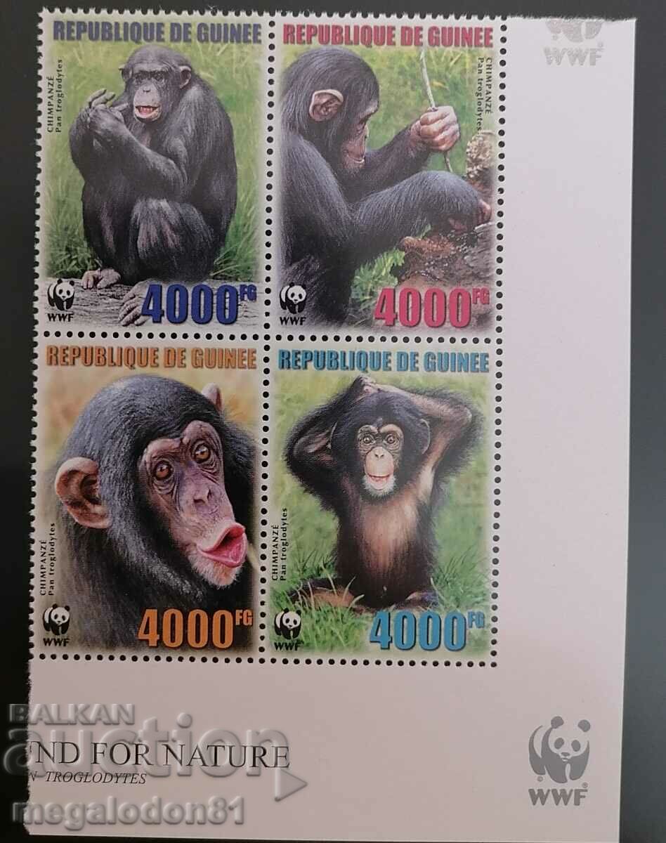 Гвинея -  WWF фауна, шимпанзе