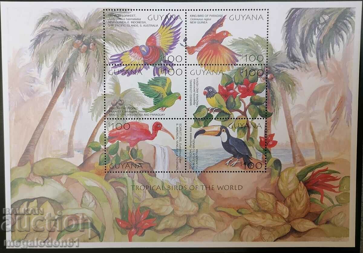 Guyana - fauna tropicala, pasari