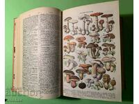 Cartea veche DICTIONAR ENCICLOPEDIC ILUSTRAT 1958