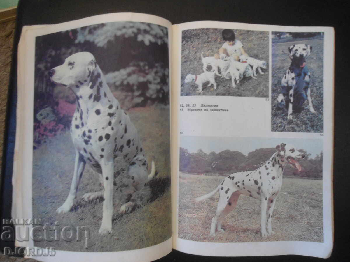 Auction do you love your dog Auction do you love your dog