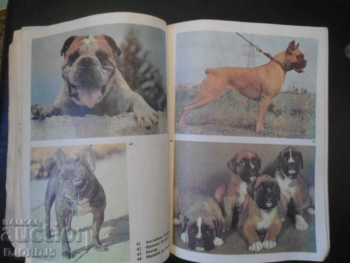 Delivery of do you love your dog Delivery of do you love your dog