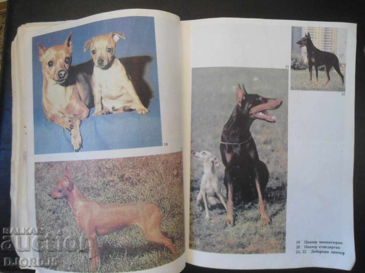 do you love your dog - 5 do you love your dog - 5