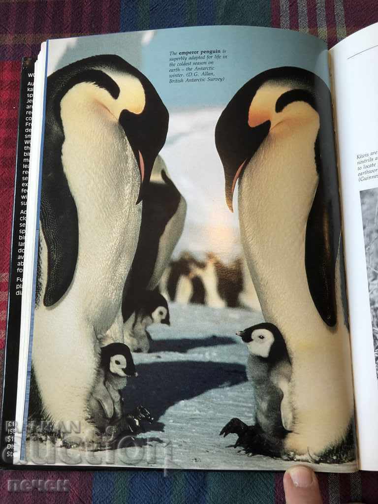 WORLD BIRDS/ПТИЦИТЕ НА СВЕТА ОРНИТОЛОГИЧНА КНИГА с цена 35.00 лв. | € 17.90 WORLD BIRDS/ПТИЦИТЕ НА СВЕТА ОРНИТОЛОГИЧНА КНИГА с цена 35.00 лв. | € 17.90