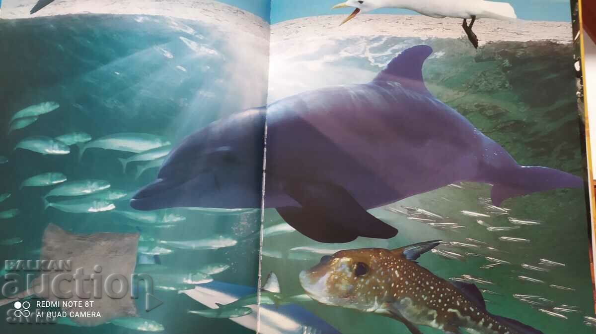 Delivery of The Endless Ocean, Discovery, many pictures