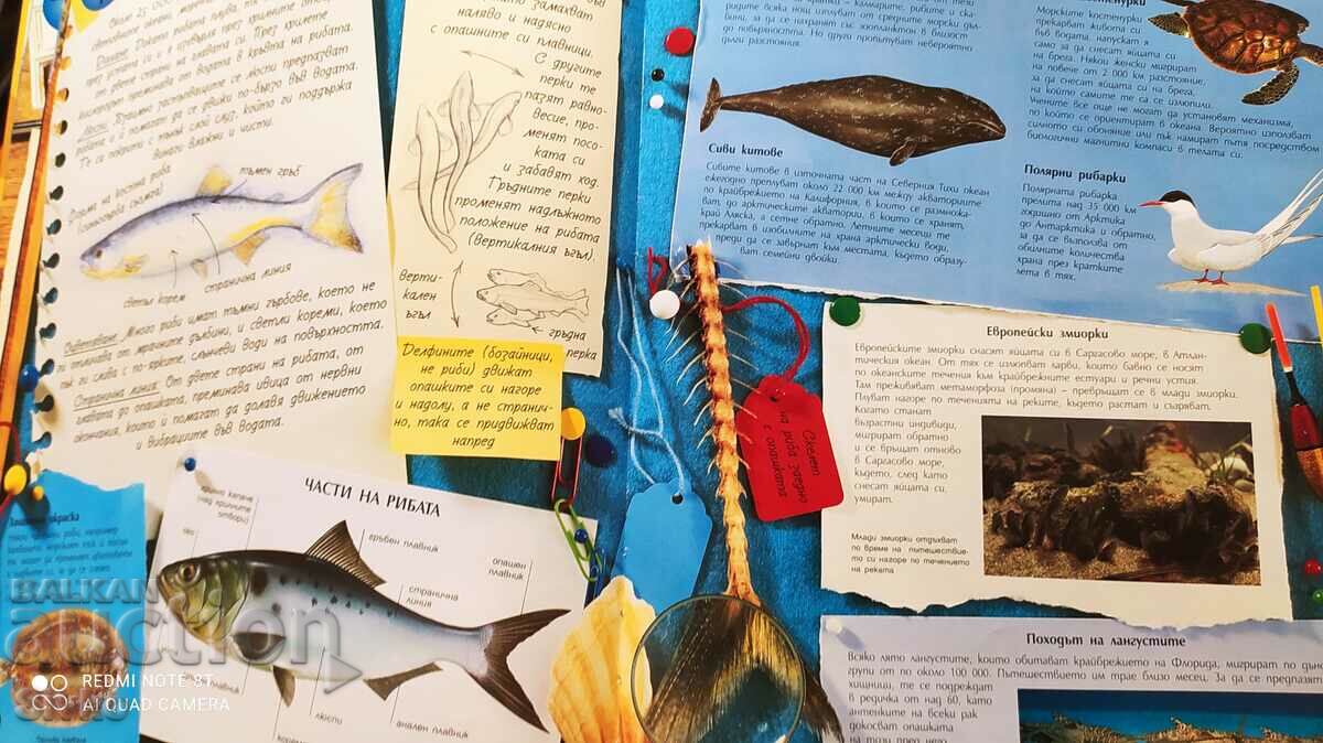 The Endless Ocean, Discovery, many pictures - 6