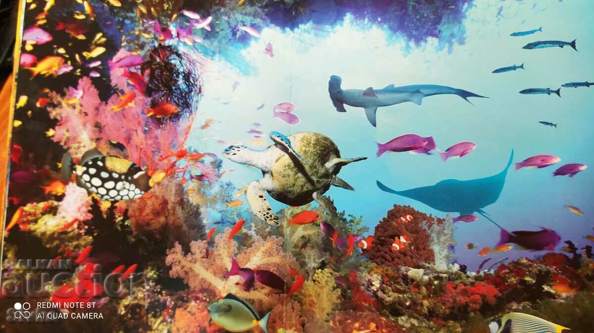 The Endless Ocean, Discovery, many pictures - 7