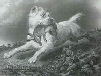 gravură veche din secolul al XIX-lea vânătoare de iepuri