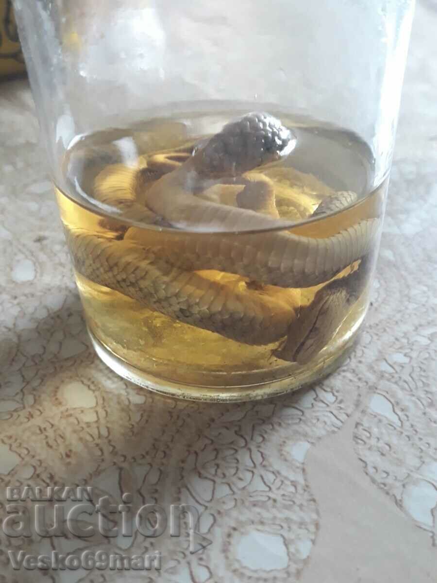 Viper snake in alcohol