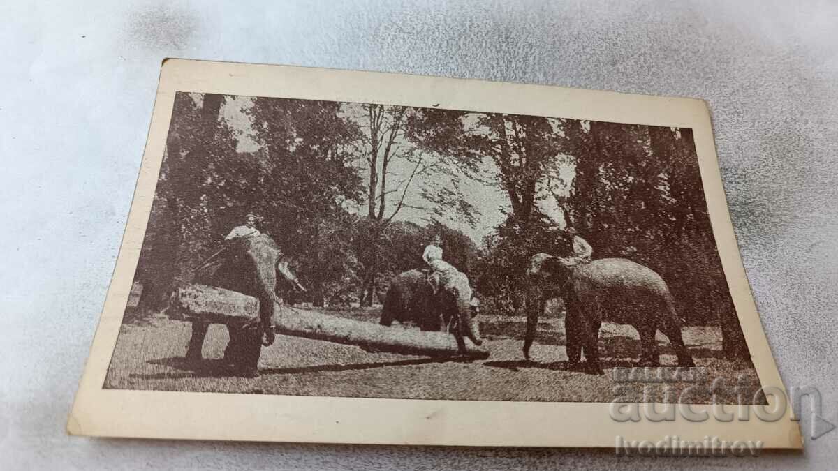 Carte poștală Trei elefanți care poartă bușteni mari
