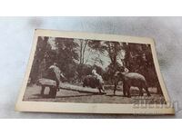 Postcard Three elephants carrying large logs