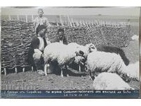 Стара пощенска картичка селяни от Софийско 1929