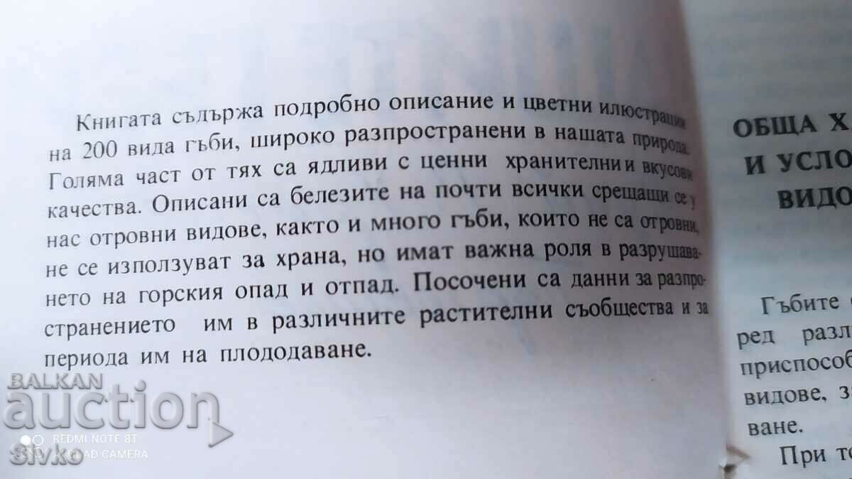 Auction Our mushrooms, many photos - Off. 1 Auction Our mushrooms, many photos - Off. 1