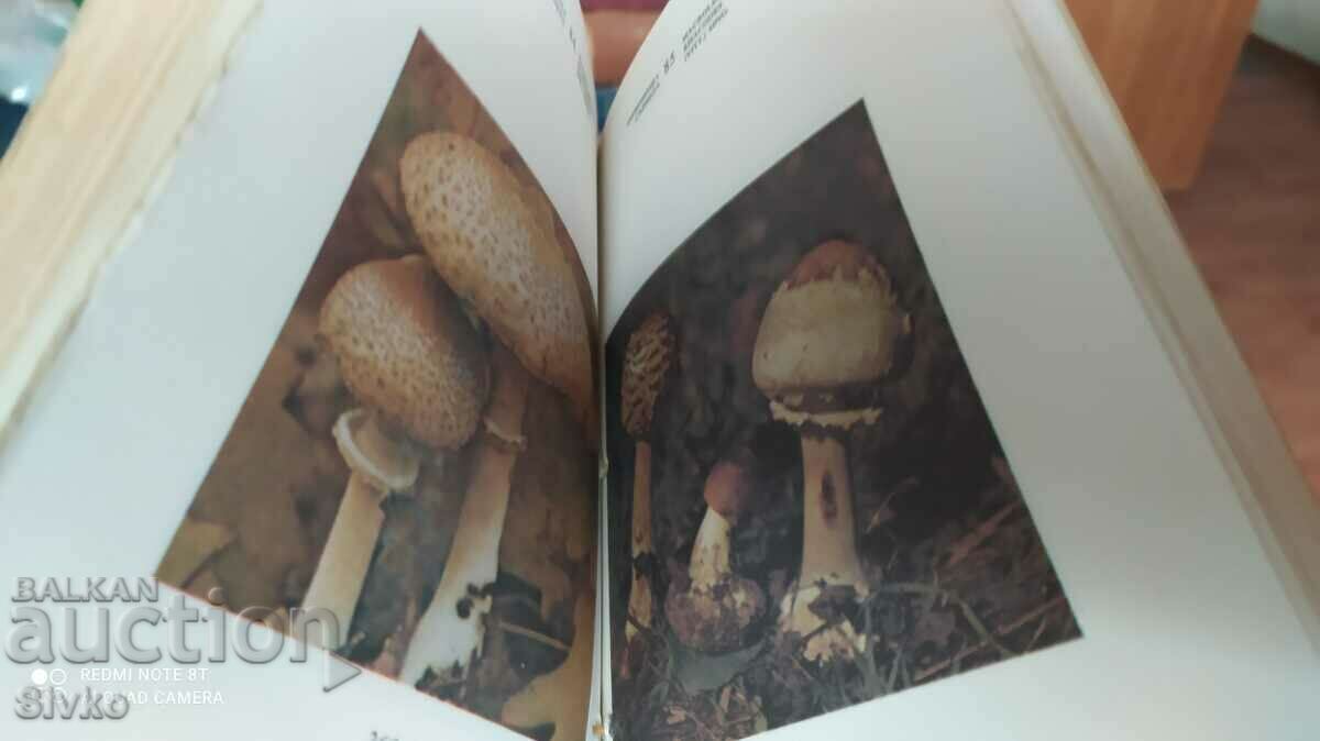 Delivery of Our mushrooms, many photos - Off. 1 Delivery of Our mushrooms, many photos - Off. 1