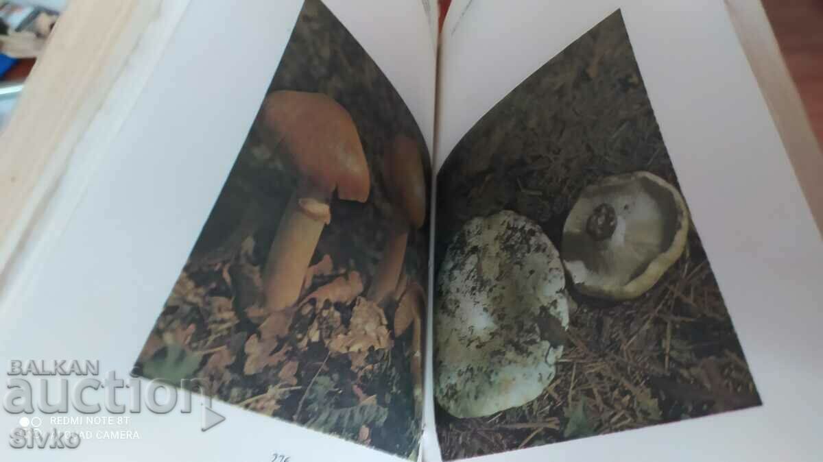 Our mushrooms, many photos - Off. 1 - 5 Our mushrooms, many photos - Off. 1 - 5