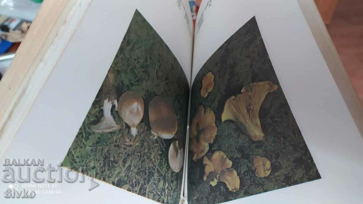 Our mushrooms, many photos - Off. 1 - 6 Our mushrooms, many photos - Off. 1 - 6