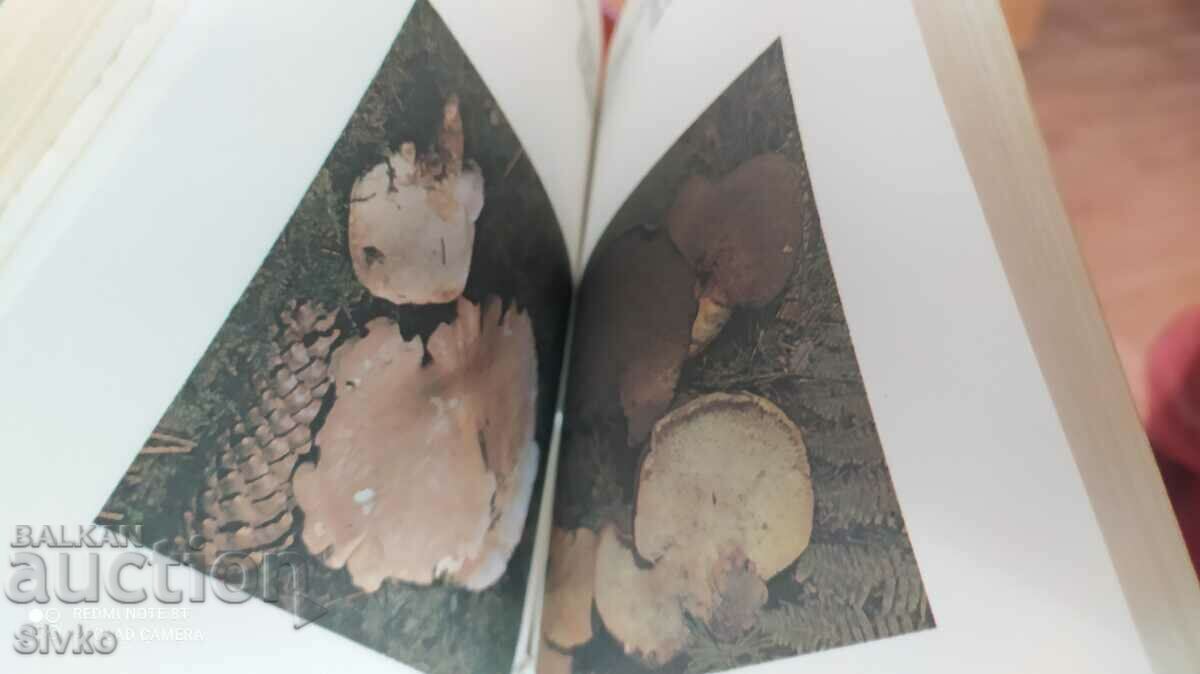 Our mushrooms, many photos - Off. 1 - 7 Our mushrooms, many photos - Off. 1 - 7