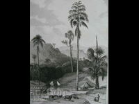 стара гравюра 19 век Азия Цейлон  ОРИГИНАЛ