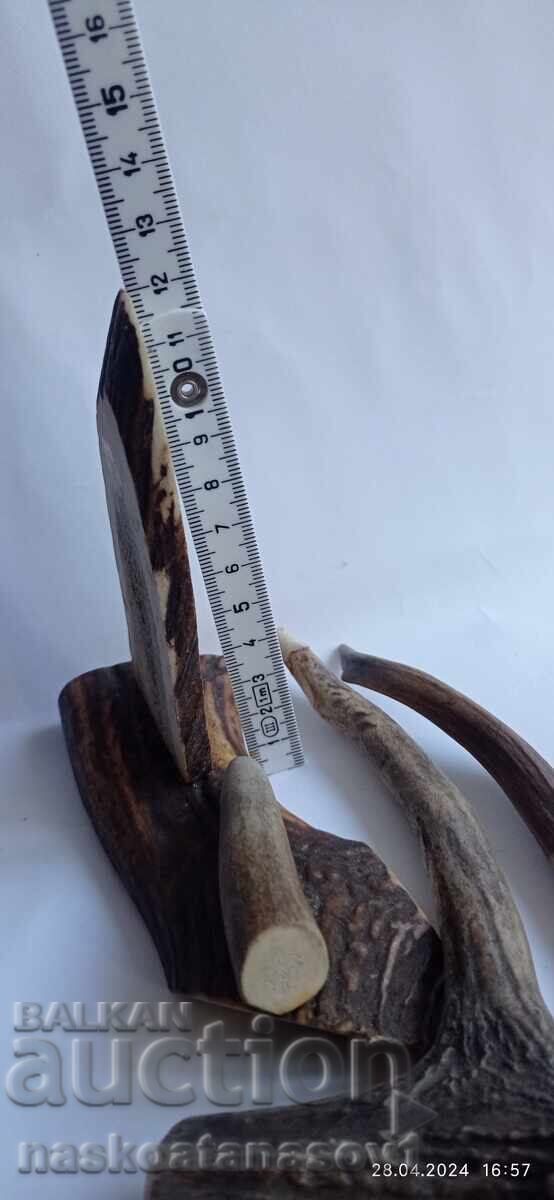 Roe deer antlers with price 20.00 BGN | € 10.23 Roe deer antlers with price 20.00 BGN | € 10.23