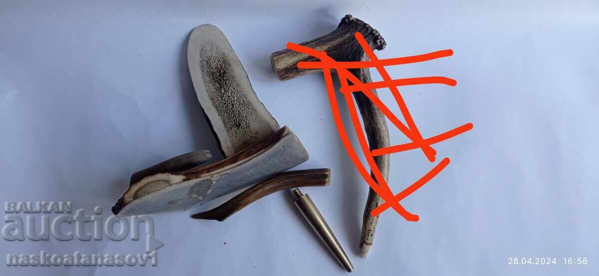 Auction Roe deer antlers Auction Roe deer antlers