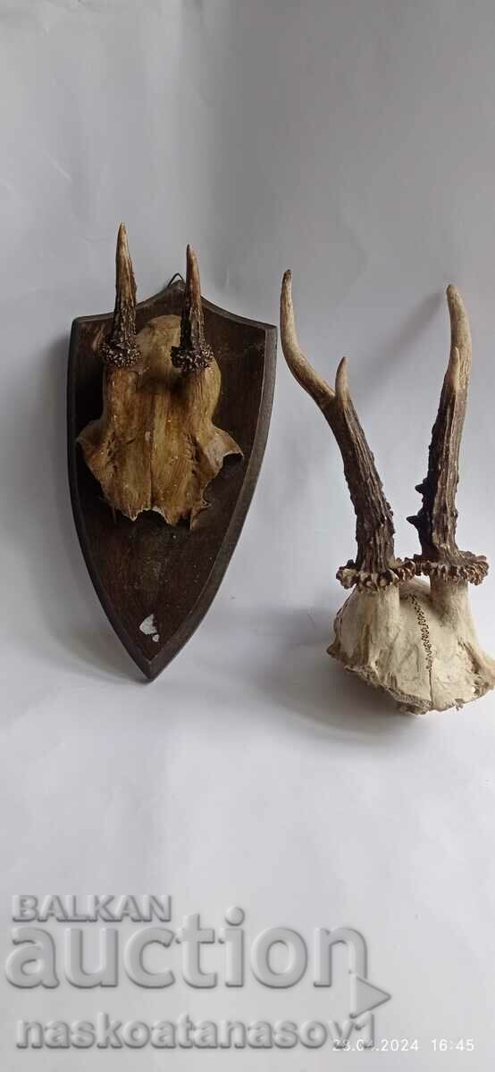 Roe deer antlers with price 40.00 BGN | € 20.45 Roe deer antlers with price 40.00 BGN | € 20.45
