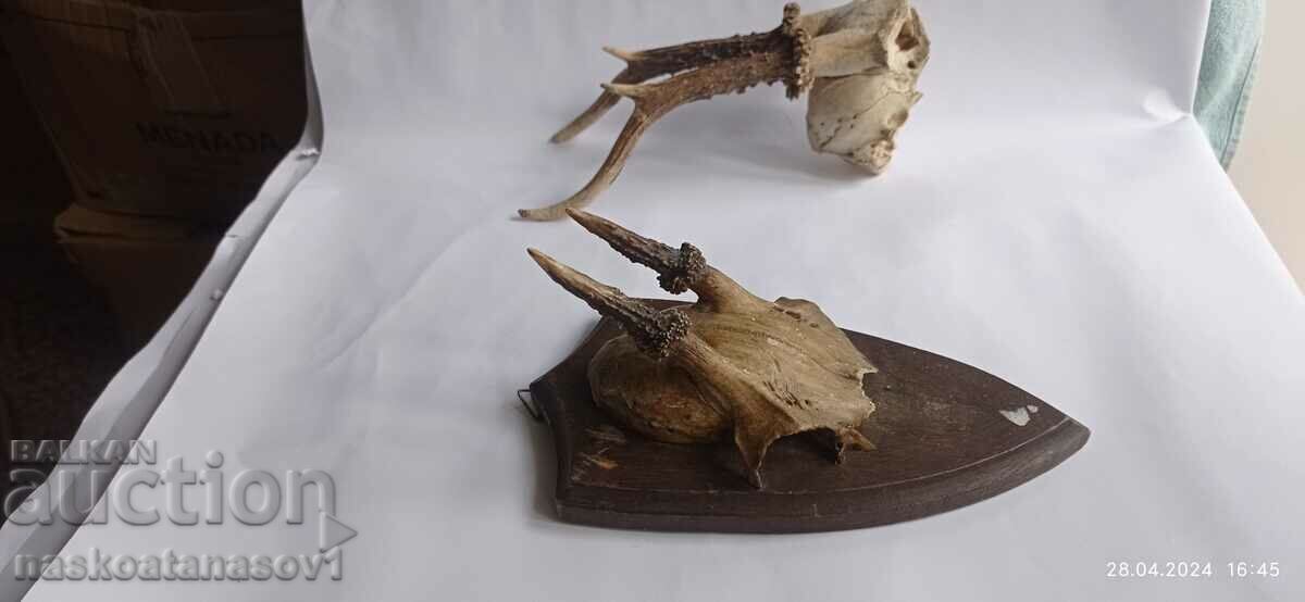 Auction Roe deer antlers Auction Roe deer antlers