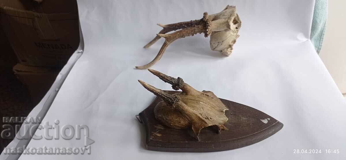 Delivery of Roe deer antlers Delivery of Roe deer antlers