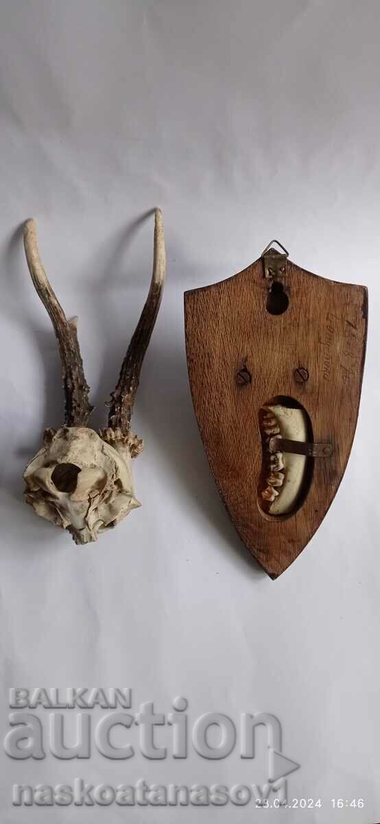 Roe deer antlers - 5 Roe deer antlers - 5