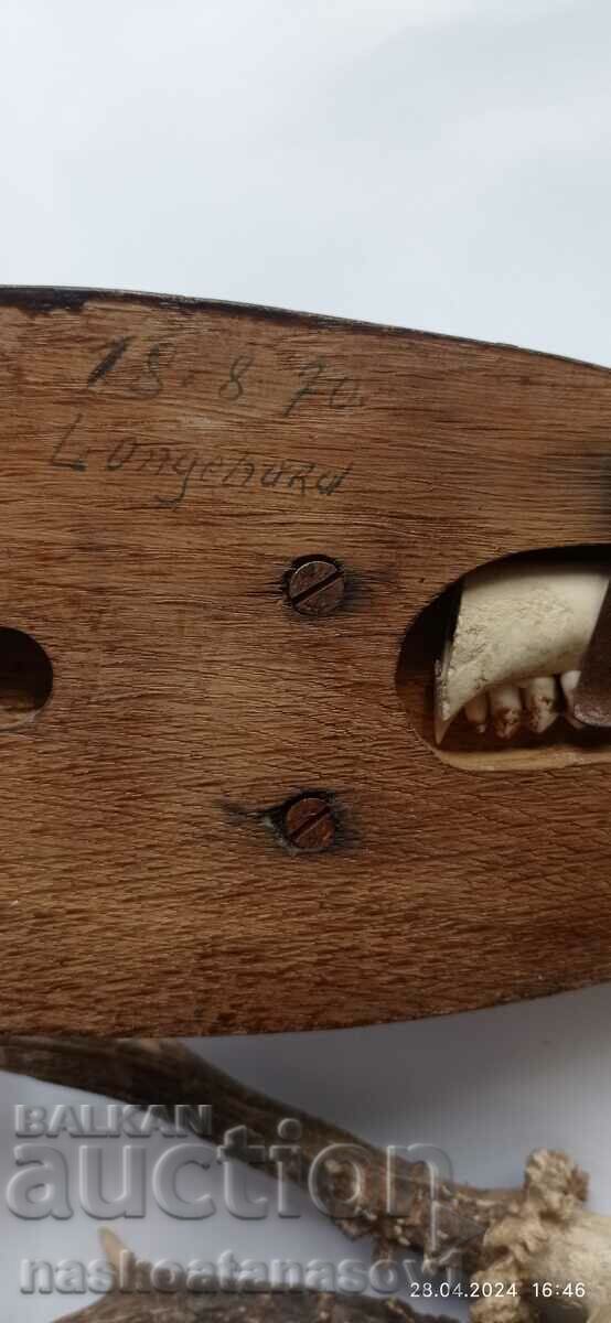 Roe deer antlers - 6 Roe deer antlers - 6