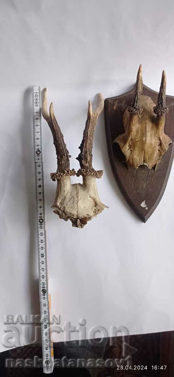 Roe deer antlers - 7 Roe deer antlers - 7