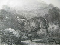 Σκηνή κυνηγιού χαρακτικής του 19ου αιώνα Ελάφια