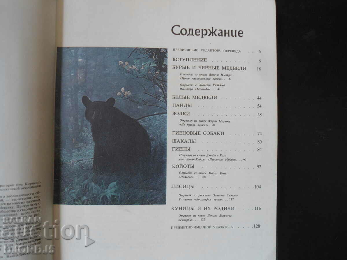 Auction BEARS and other beasts of prey Auction BEARS and other beasts of prey