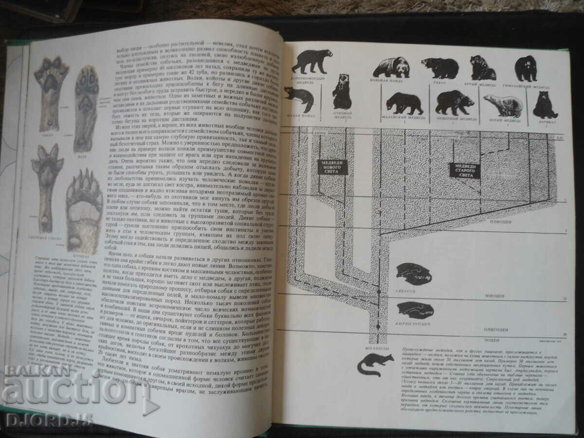 Delivery of BEARS and other beasts of prey Delivery of BEARS and other beasts of prey