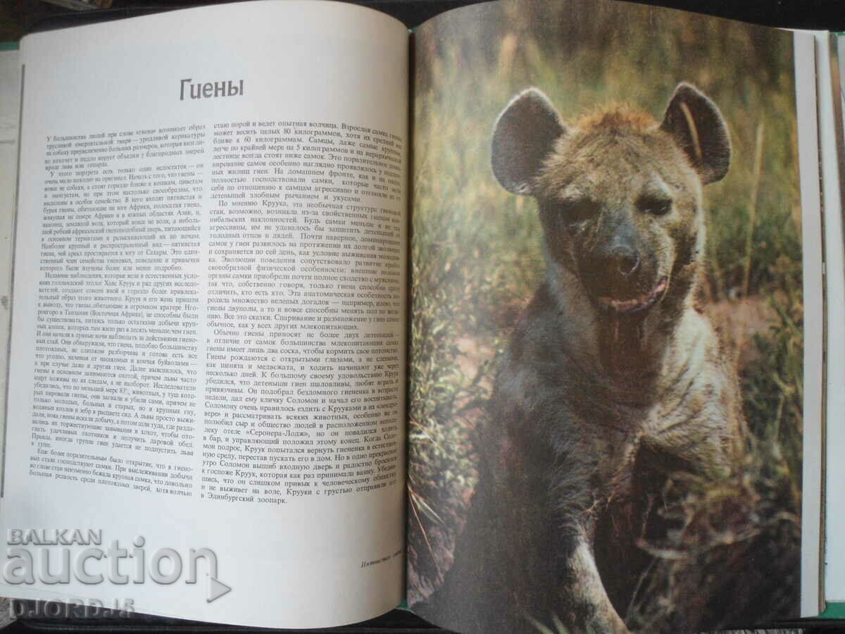 BEARS and other beasts of prey - 6 BEARS and other beasts of prey - 6