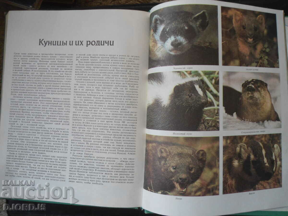 BEARS and other beasts of prey - 7 BEARS and other beasts of prey - 7