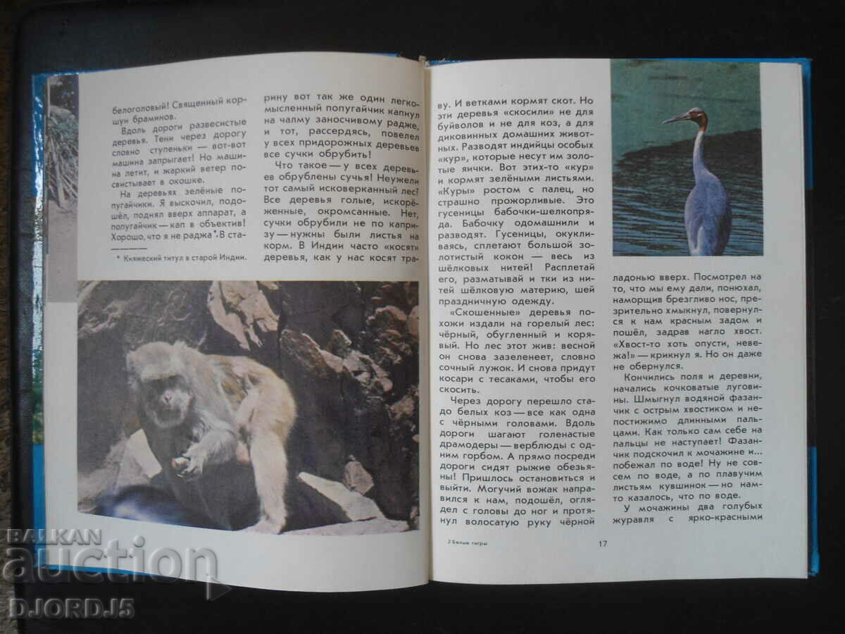 Auction Tiger underwear Auction Tiger underwear