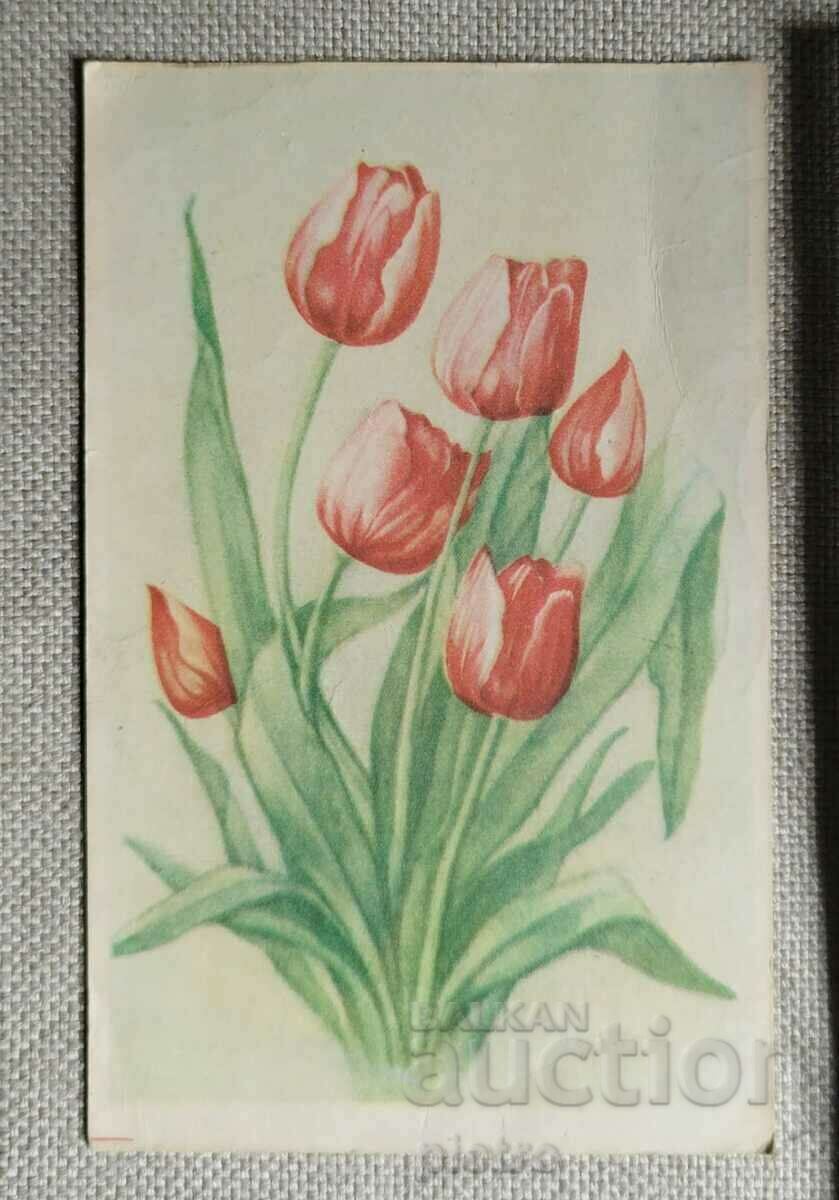 Carte poștală de primăvară - Buchet de lalele roșii.