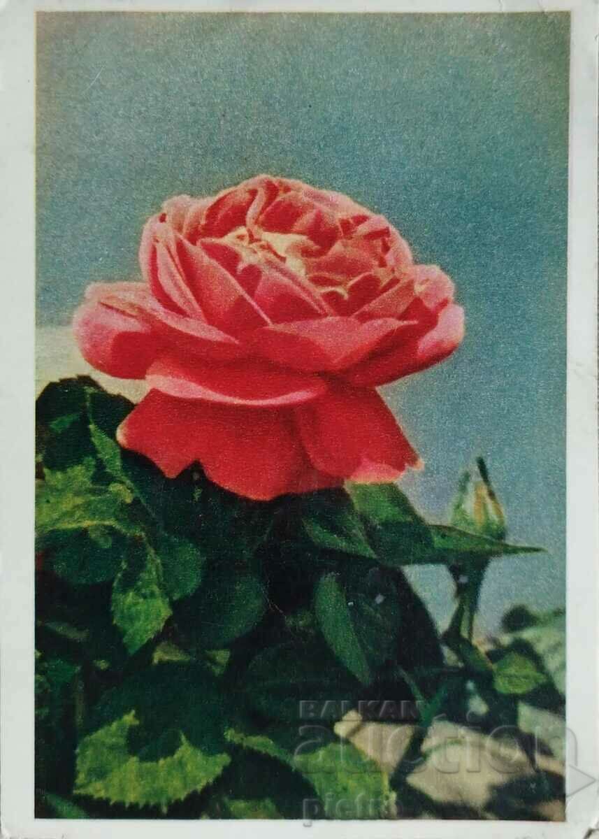 Carte poștală Rusia Trandafir roșu Editura „PRAVDA”.