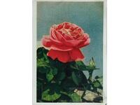 Русия Пощенска картичка Червена роза  Издателство "ПРАВДА"