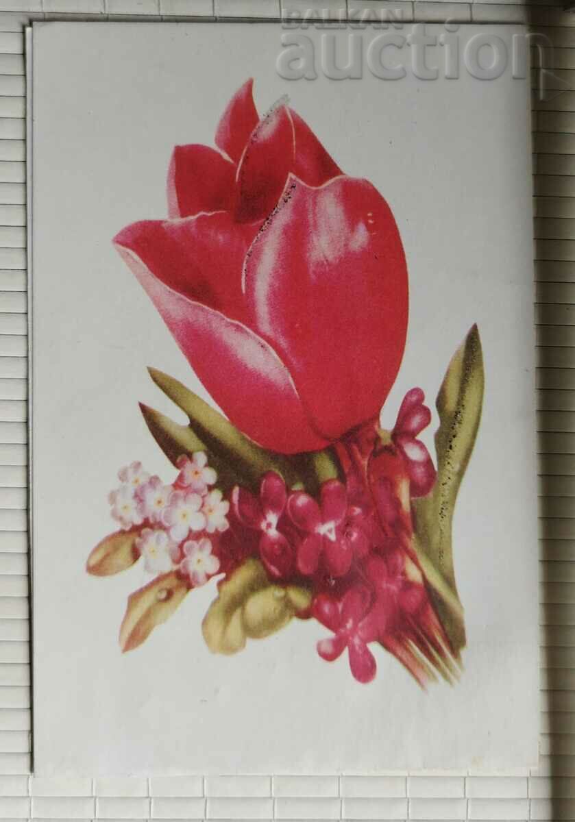 Carte poștală de felicitare 1977 - floare, lalea.