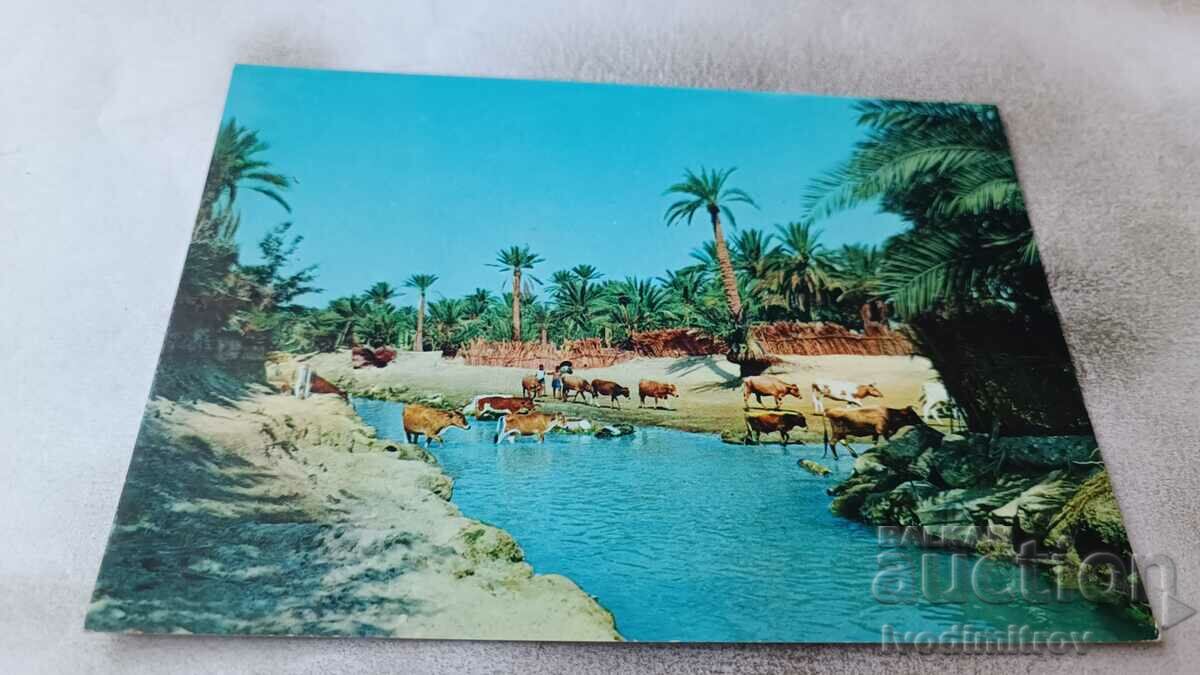Postcard Tunisie L'oasis de Gabes