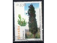 2006. Spain. Cypress tree in Villafranca del Bierzo.