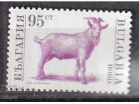 BK 4000 capră din secolul 96