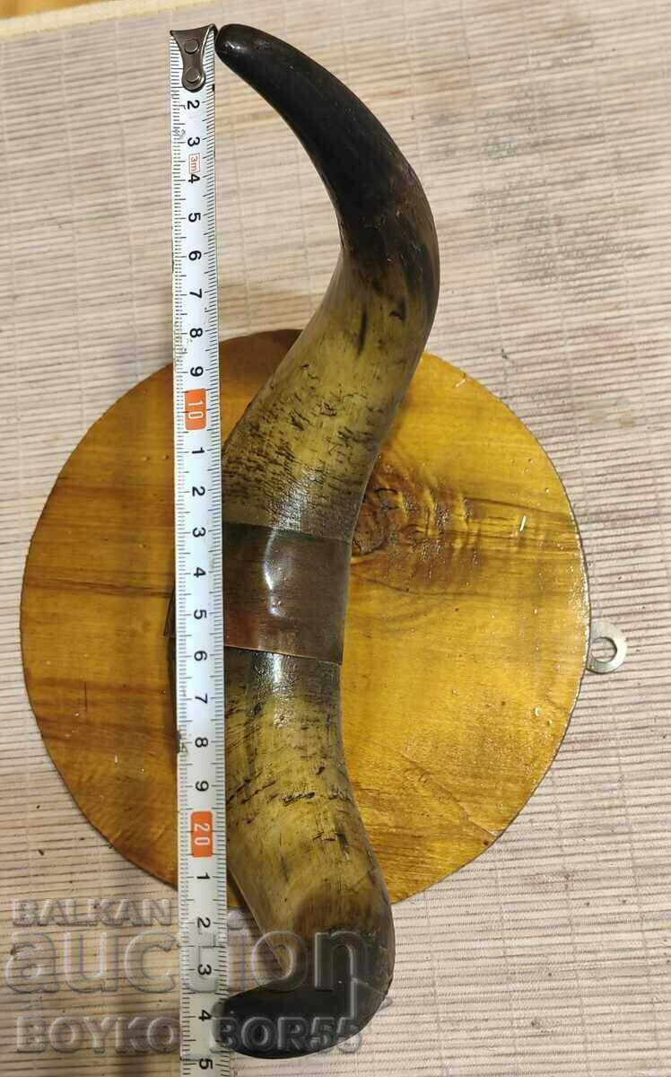 Strong Bull Horns for Wall Handmade with price 75.00 BGN | € 38.35 Strong Bull Horns for Wall Handmade with price 75.00 BGN | € 38.35